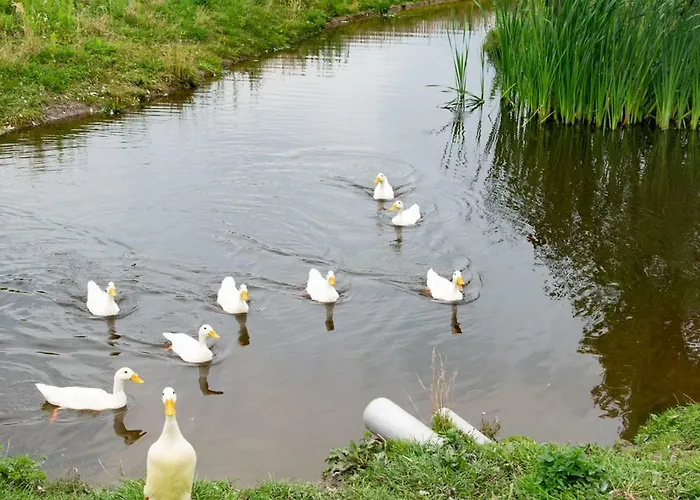 De La Rue Pipowagens Kemping